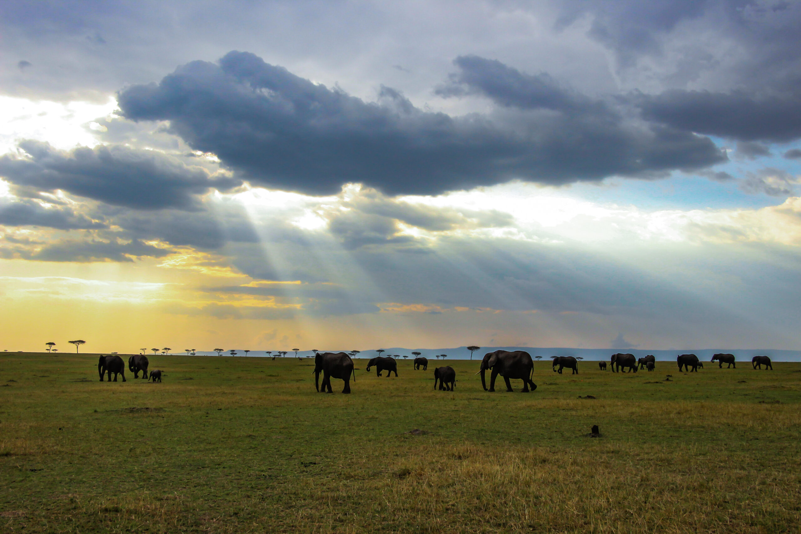 WONDERS OF OUR PLANET, Beauty of wildlife by Camille Massida Photography